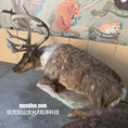 Load image into Gallery viewer, Taxidermy deer with large antlers in front of a wall with animal illustrations.