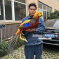 Load image into Gallery viewer, Person holding a colorful pheasant in front of a building with an Audi car in the background.