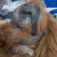 Load image into Gallery viewer, orangutan costume