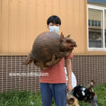Load image into Gallery viewer, Baby Glyptodon Animal Puppet