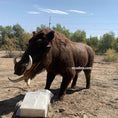 Load image into Gallery viewer, Metridiochoerus Animatronic Giant Warthog-AFM007