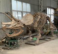 Load image into Gallery viewer, Triceratops Fossil Replica 7-feet Tall