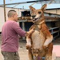 Load image into Gallery viewer, MCSDINO Creature Suits Realistic Animatronic Kangaroo Costume-DCKG001