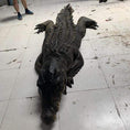 Load image into Gallery viewer, MCSDINO Creature Suits Realistic Crocodile Costume for TV Reality Show-DCCC001