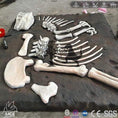 Load image into Gallery viewer, MCSDINO Other Dinosaur Series Dinosaur Lesson Dinosaur Fossil Skeleton Model Excavation-OTD025
