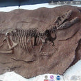 Load image into Gallery viewer, MCSDINO Other Dinosaur Series Dinosaur Skeleton Decoration On Wall-OTD013