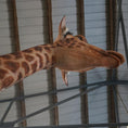 Load image into Gallery viewer, MCSDINO Robotic Animals Biggest Animatronic Giraffe Model-MAG002