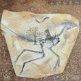 Load image into Gallery viewer, MCSDINO Skeleton Fossil Replica Aurornis Feathered Dinosaur Fossil Replica-SKR027