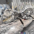 Load image into Gallery viewer, MCSDINO Skeleton Fossil Replica Buy Real Dinosaur Bones Dimetrodon Replica-SKR023
