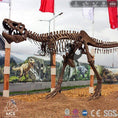 Load image into Gallery viewer, MCSDINO Skeleton Fossil Replica Dinosaur Rental T-Rex Replica Fossils Cast For Sale-SKR019