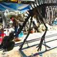 Load image into Gallery viewer, MCSDINO Skeleton Fossil Replica Prehistoric Life Elasmotherium Skeleton Fossil Replica-SKR011