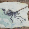 Load image into Gallery viewer, MCSDINO Skeleton Fossil Replica Sinosauropteryx Feathered Dinosaur Fossil Replica-SKR029