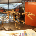 Bild in Galerie-Betrachter laden, Mcsdinosaur Skeleton Fossil Replica Dinosaur Velociraptor Skeleton Fossil Replica Bone-SKR008