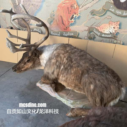 Taxidermy deer with large antlers in front of a wall with animal illustrations.