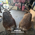 Load image into Gallery viewer, Two taxidermy deer heads with large antlers on a concrete floor.
