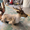 Charger l'image dans la visionneuse de la galerie, animatronic reindeer robot skin
