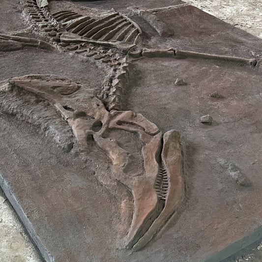 Dsungaripterus Young Fossil Replica-SKR043