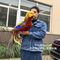 Load image into Gallery viewer, Person holding a colorful pheasant in front of a building
