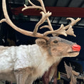 Charger l'image dans la visionneuse de la galerie, Red nosed reindeer Rudolph Animatronics

