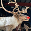 Red nosed reindeer Rudolph Animatronics