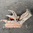 Load image into Gallery viewer, SKR038-Raptor Foot-USD250
