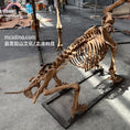 Cargar la imagen en la vista de la galería, Decoración Réplica de esqueleto de dientes de sable-SKR009
