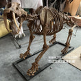 Charger l'image dans la visionneuse de la galerie, Décoration Squelette à dents de sabre Replica-SKR009

