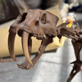 Load image into Gallery viewer, Decoration Saber-tooth Skeleton Replica-SKR009
