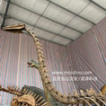 Load image into Gallery viewer, Elephant Bird Skeleton Replica-SKR035
