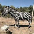 Carica l'immagine nel visualizzatore della galleria, zebra animatronic-mcsdino
