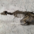 Charger l'image dans la visionneuse de la galerie, T-Rex Skeleton Jurassic themed Desk Decoration
