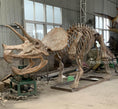 Charger l'image dans la visionneuse de la galerie, Triceratops Fossil Replica 7-feet Tall
