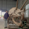Cargar la imagen en la vista de la galería, Triceratops Fossil Replica 7-feet Tall
