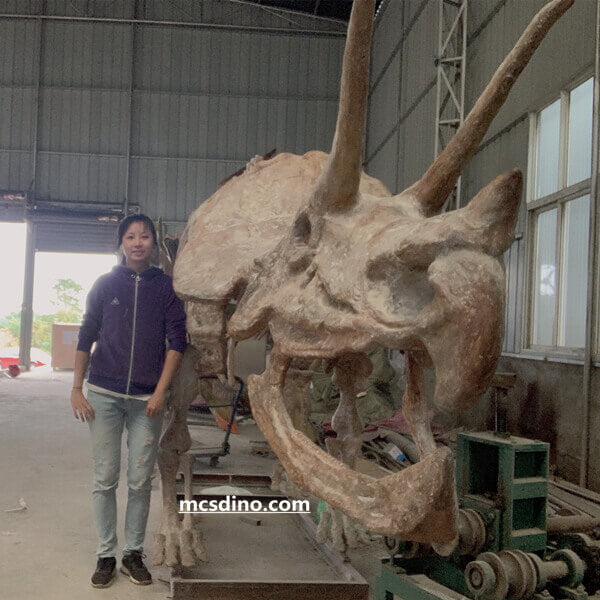 Triceratops Fossil Replica 7-feet Tall