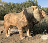 Giant Lion Animatronic Animal Model