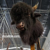 Animatronic Bison Head Buffalo Mount-MAB006