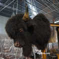 Charger l'image dans la visionneuse de la galerie, Tête de bison animatronique Mont Buffalo-MAB006
