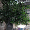 Charger l'image dans la visionneuse de la galerie, MCSDINO Bespoke Animatronics Large Artificial Banyan Evergreen Tree On Sale-CUS011

