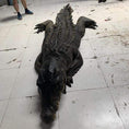 Bild in Galerie-Betrachter laden, MCSDINO Creature Suits Realistic Crocodile Costume for TV Reality Show-DCCC001
