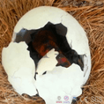 Load image into Gallery viewer, MCSDINO Egg and Puppet Artificial Animatronic Baby Dinosaur Crack The Egg-BB013
