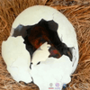 MCSDINO Egg and Puppet Artificial Animatronic Baby Dinosaur Crack The Egg-BB013