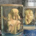 Bild in Galerie-Betrachter laden, MCSDINO Egg and Puppet Dinosaur Laboratory Props Dinosaur Embryo-BB006
