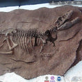 Carica l'immagine nel visualizzatore della galleria, MCSDINO Other Dinosaur Series Dinosaur Skeleton Decoration On Wall-OTD013
