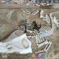 Bild in Galerie-Betrachter laden, MCSDINO Other Dinosaur Series Dinosaur Skeleton Decoration On Wall-OTD013
