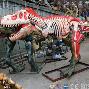 MCSDINO Other Dinosaur Series Scientific Tyrannosaurus Rex Anatomy Model-OTD016