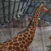 MCSDINO Robotic Animals Biggest Animatronic Giraffe Model-MAG002