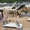 MCSDINO Robotic Beasts Animatronic Equus Magnu Ancestor Of The Horse-AFE001