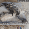 Cargar la imagen en la vista de la galería, MCSDINO Skeleton Fossil Replica Agilisaurus Dinosaur Fossil Replica-SKR025
