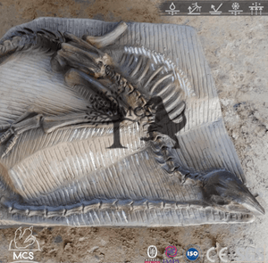MCSDINO Skeleton Fossil Replica Agilisaurus Dinosaur Fossil Replica-SKR025