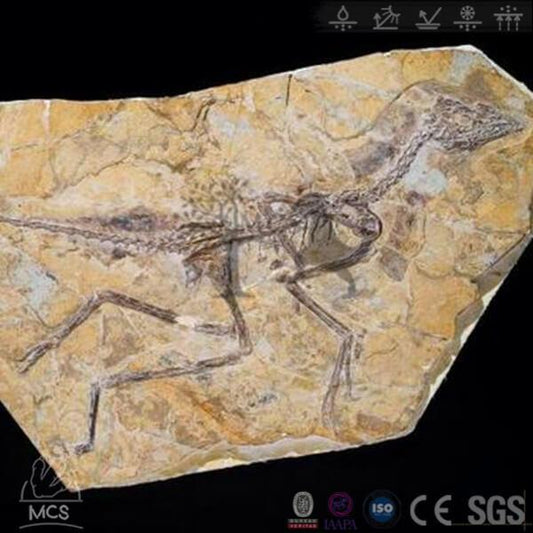 MCSDINO Skeleton Fossil Replica Aurornis Feathered Dinosaur Fossil Replica-SKR027